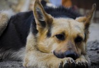German shepherd: how many live dogs of this breed? Factors affecting life expectancy of German shepherds