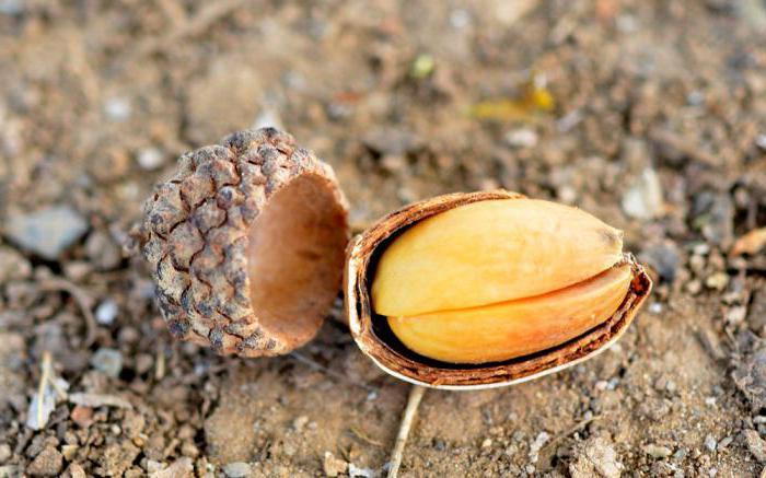 is it Possible to have oak acorns