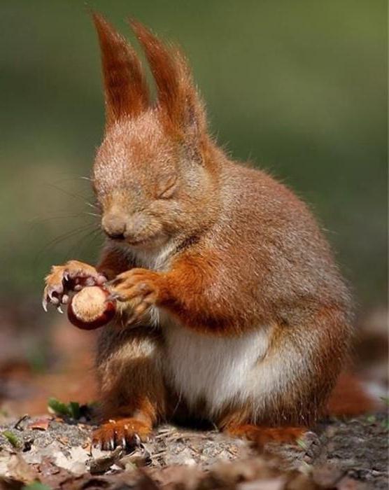 is it Possible to eat acorns