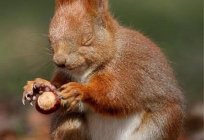 Can I eat acorns and what the benefits are for a person