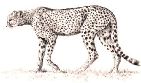 how to draw a Cheetah