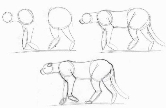 cómo dibujar un guepardo por etapas