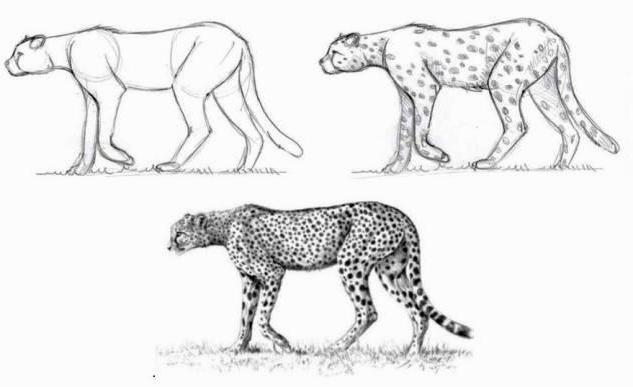 how to draw a Cheetah with a pencil in stages