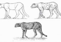 Cómo dibujar un guepardo? Representan una fuerte y rápida de la bestia