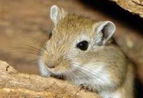 Myszoskoczki: utrzymanie i konserwacja, opis, zdjęcia