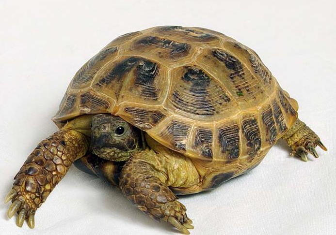 carapace of the tortoises