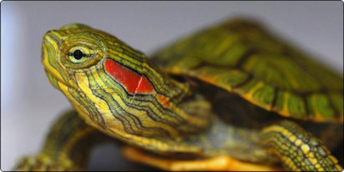 панцир червоновухої черепахи