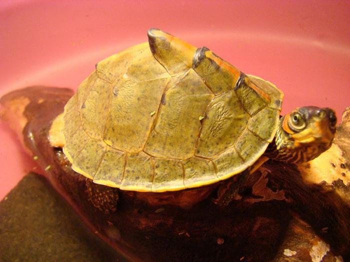  el красноухой de la tortuga de caparazón suave