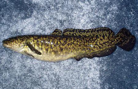 when burbot are spawning