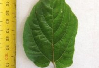 Süße Baum: Beschreibung, Anbau und Verwendung der Pflanzen