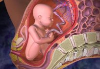 Where the fetus develops a mammal? Features of mammals
