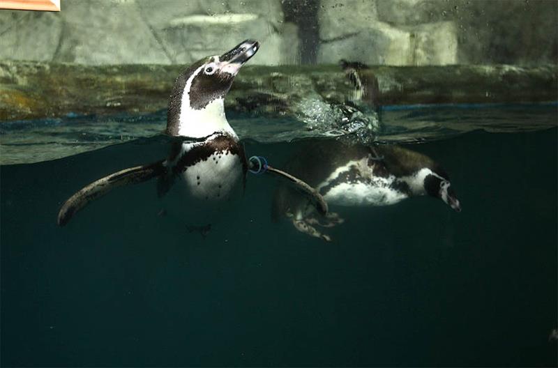 penguins in the water