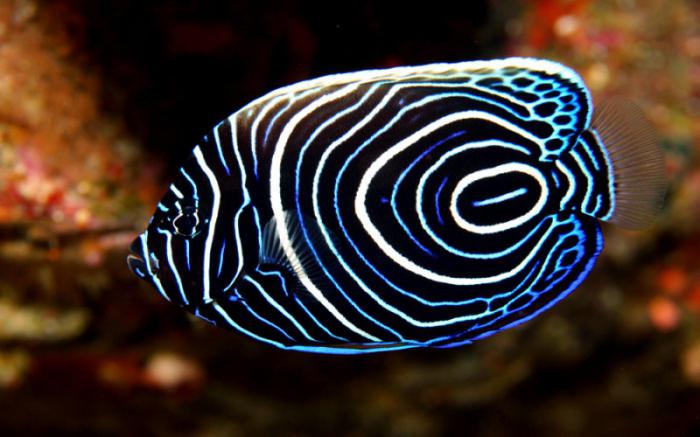 цікаві факти з життя риб