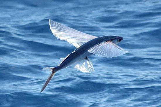 los peces voladores hechos interesantes
