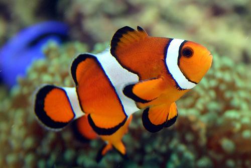 clown fish interesting facts