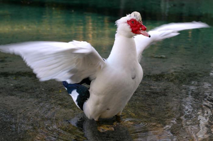 broiler duck breeding
