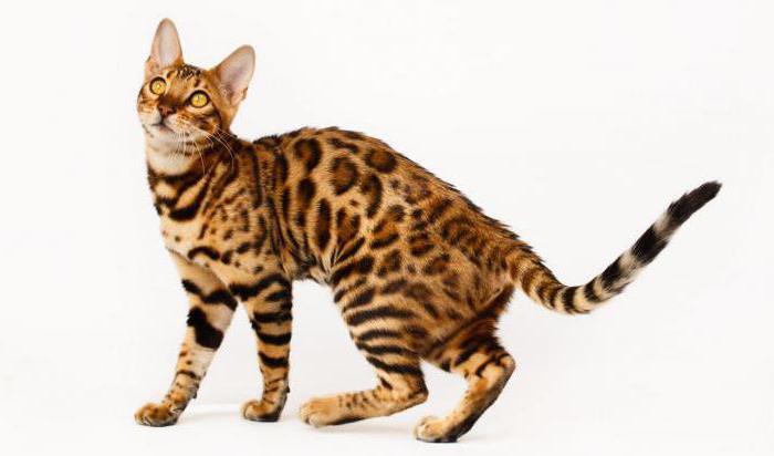 кітайская кошка з вялікімі вачыма