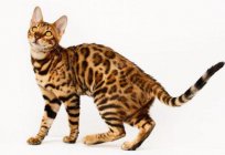 Chiński kot z wielkimi oczami: opis rasy, cechy charakterystyczne, zdjęcia
