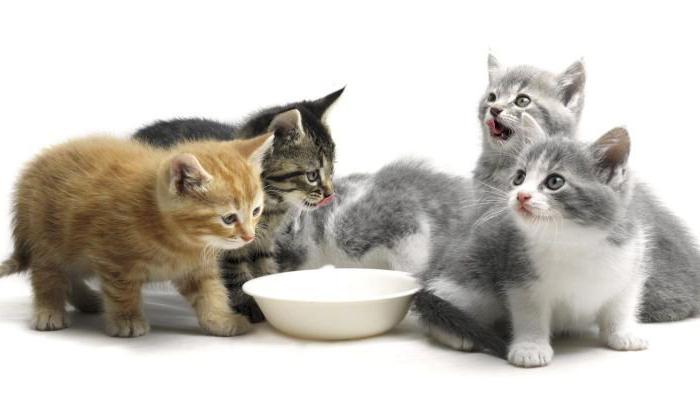 o que pode alimentar o gatinho de 1 a 5 meses
