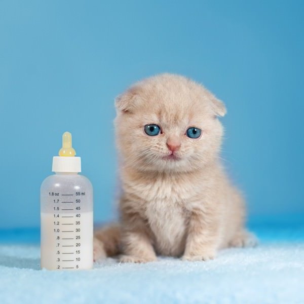 what to feed a kitten of the British 1 5 month