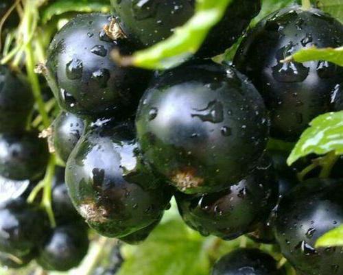 grosella negra variedad de vologda