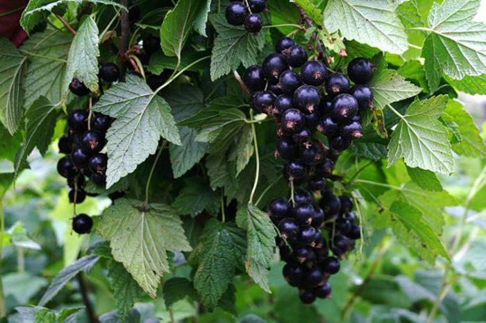Vologda is a late variety of black currant