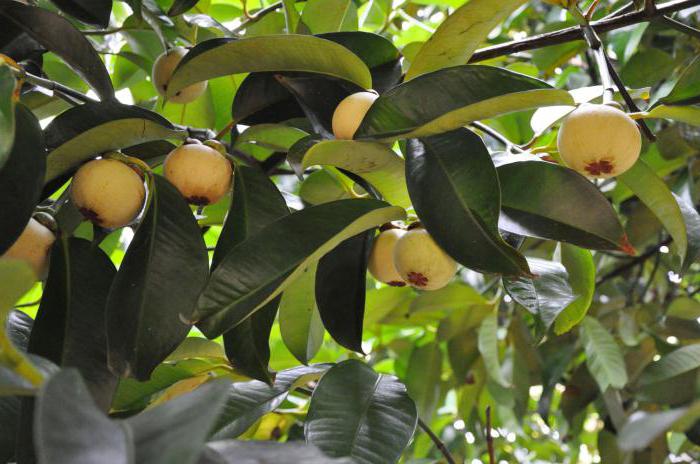 Frucht Mangostan nützliche Eigenschaften und gefährliche