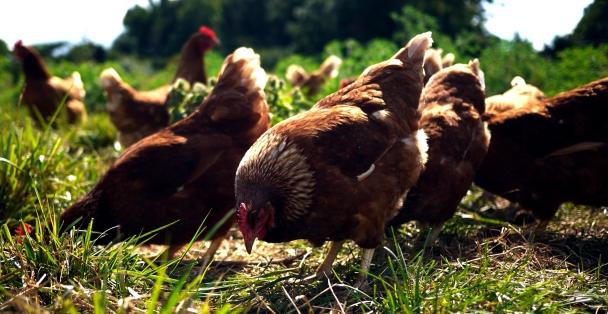 क्यों मुर्गियाँ नहीं रखना अंडे गर्मियों में