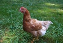 كيف نفهم لماذا الدجاج لا تضع البيض في الصيف