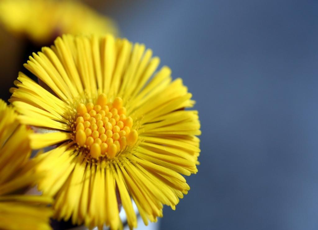 Желтый цветок ана-мен-мачехи