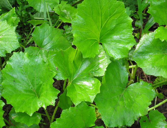 features of the leaves of the plant