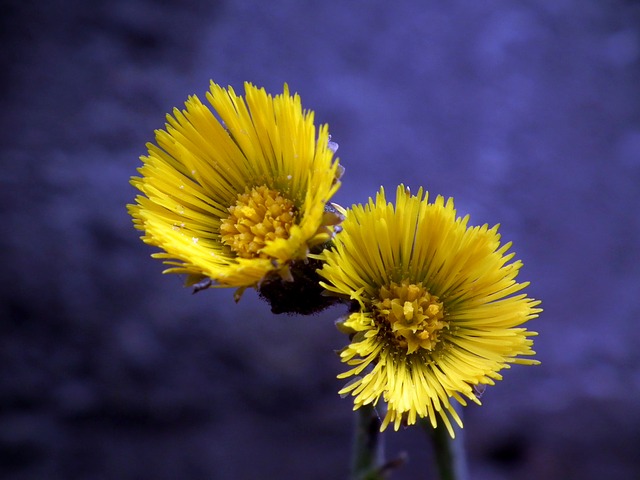 Wczesne wiosenne kwiaty