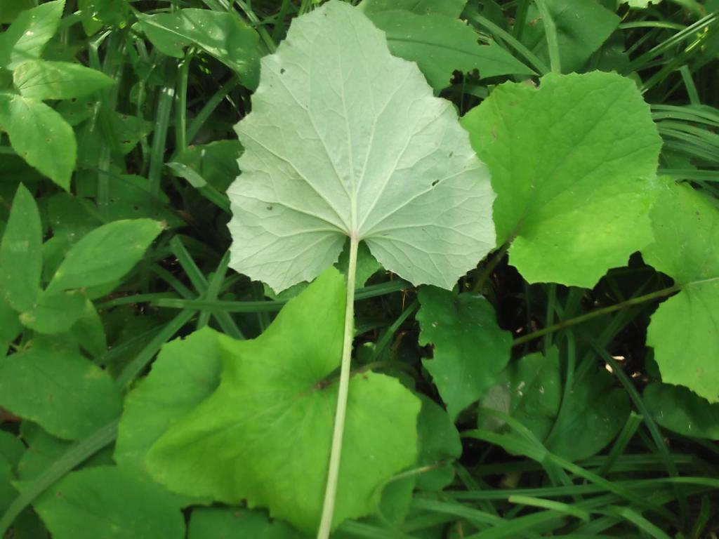 Feature of a plant leaf