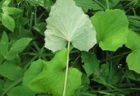 Die pflanze Huflattich: Beschreibung, medizinische Eigenschaften und Kontraindikationen