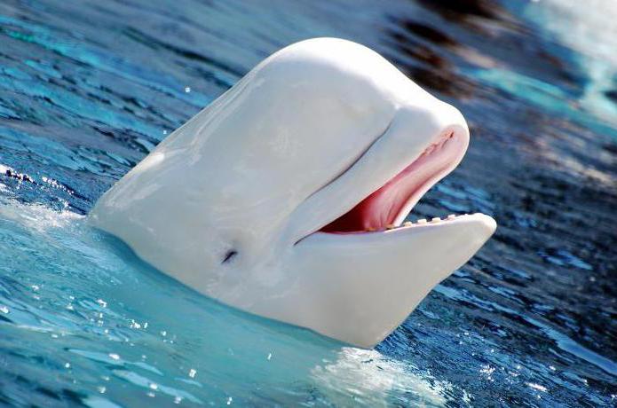 white whale delfin