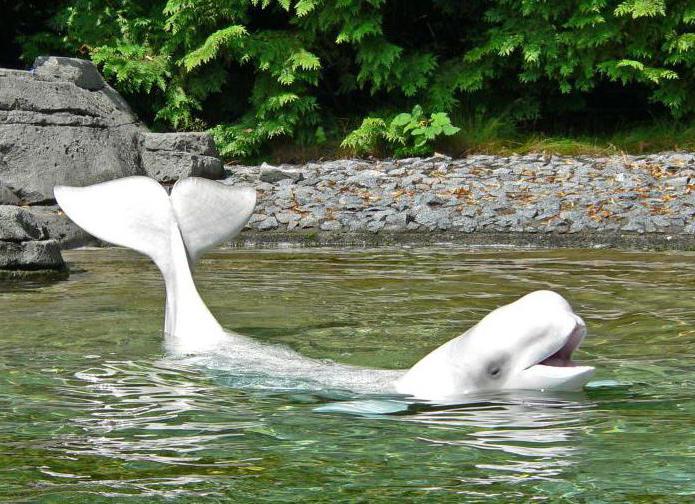 white whale delfin zdjęcia