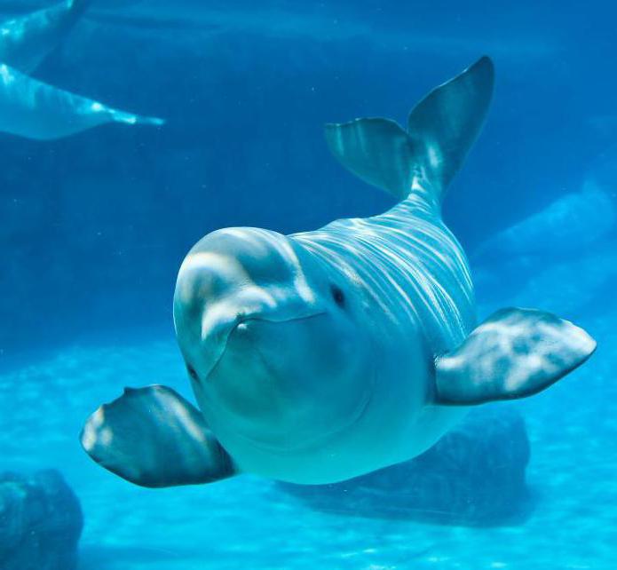 Beluga Delphin ist