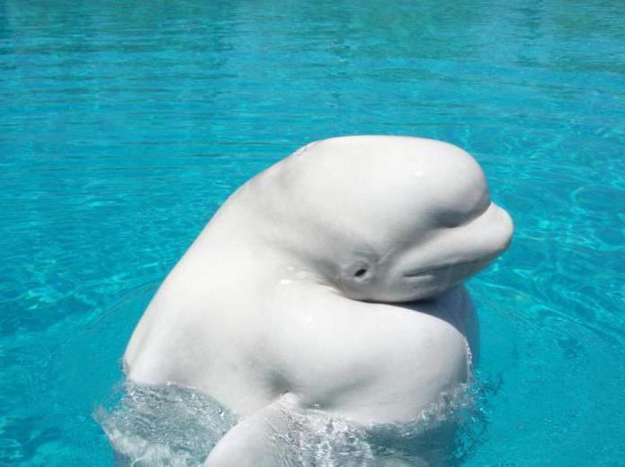 white whale arktyczny delfin