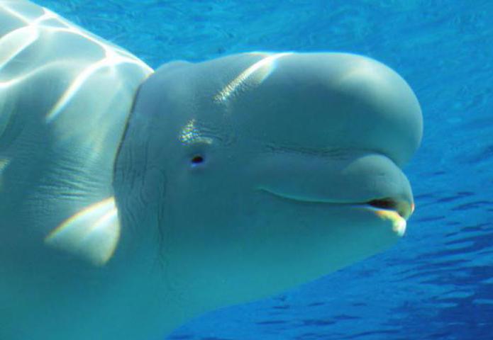 Beluga Delphin wieviel wiegt