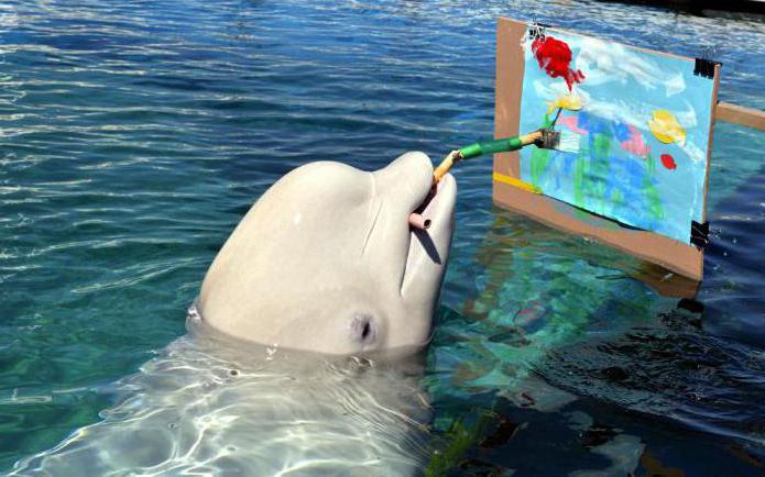 Beluga Delphin Beschreibung