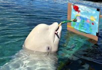 Belugas (delfín): la descripción de la foto