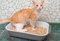 El carbón vegetal arena para gatos: características, ventajas, el método de aplicación