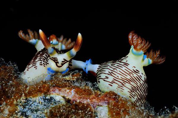 nudibranchs of anoles