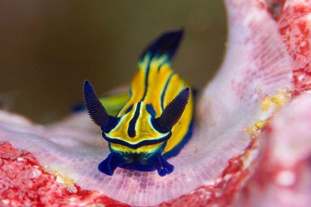 nudibranchs gold lace