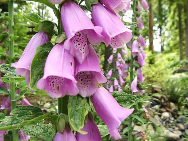 Foxglove planting and caring
