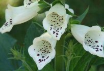 Wunderbare Blume Fingerhut: Pflanzung und Pflege