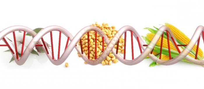 आनुवंशिक रूप से संशोधित जीवों GMO