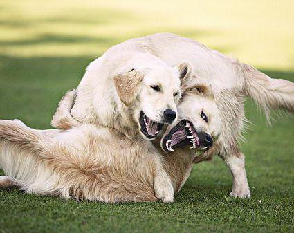 cómo determinar el acercamiento de celo a la de un perro
