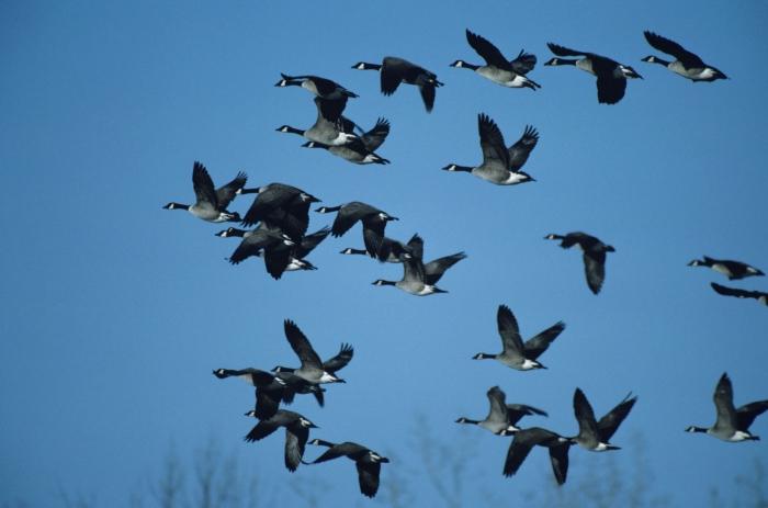 what birds fly in the autumn to warmer climes