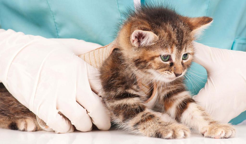 Diagnóstico de las lombrices de el gatito
